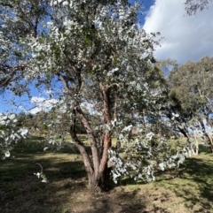 Eucalyptus cinerea at Stromlo, ACT - 21 Apr 2022