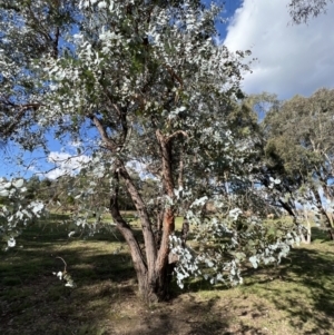 Eucalyptus cinerea at Stromlo, ACT - 21 Apr 2022