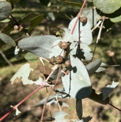 Eucalyptus cinerea at Uriarra Village, ACT - 21 Apr 2022 02:42 PM