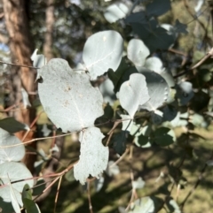 Eucalyptus cinerea at Uriarra Village, ACT - 21 Apr 2022 02:42 PM