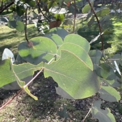 Eucalyptus cinerea at Uriarra Village, ACT - 21 Apr 2022 02:42 PM