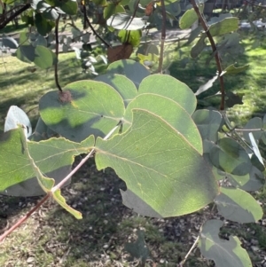 Eucalyptus cinerea at Uriarra Village, ACT - 21 Apr 2022 02:42 PM