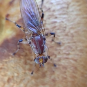 Tapeigaster annulipes at Murrumbateman, NSW - 21 Apr 2022 04:00 PM