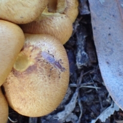 Tapeigaster annulipes at Murrumbateman, NSW - 21 Apr 2022
