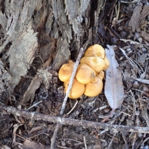 Gymnopilus junonius at Murrumbateman, NSW - 21 Apr 2022 04:00 PM