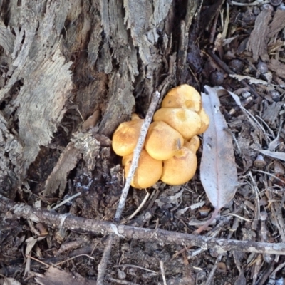 Gymnopilus junonius (Spectacular Rustgill) at Murrumbateman, NSW - 21 Apr 2022 by SimoneC