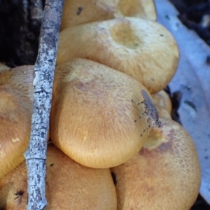 Gymnopilus junonius at Murrumbateman, NSW - 21 Apr 2022 04:00 PM