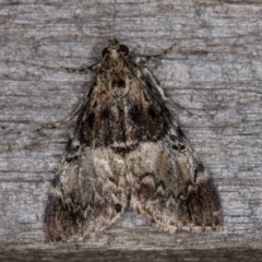 Orthaga thyrisalis (Teatree Web Moth) at Melba, ACT - 12 Mar 2022 by kasiaaus