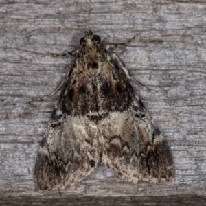 Orthaga thyrisalis at Melba, ACT - 12 Mar 2022