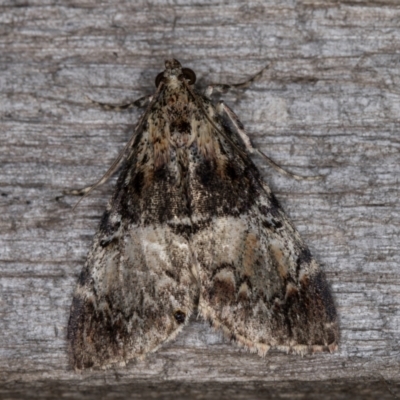 Orthaga thyrisalis (Teatree Web Moth) at Melba, ACT - 12 Mar 2022 by kasiaaus