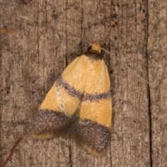 Heteroteucha translatella (Heteroteucha translatella) at Melba, ACT - 12 Mar 2022 by kasiaaus