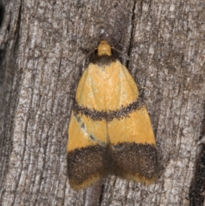 Heteroteucha translatella at Melba, ACT - 12 Mar 2022