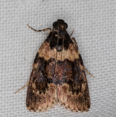 Araeopaschia sp. ANIC19 (A Pyralid moth (Epipaschinae) at Melba, ACT - 12 Mar 2022 by kasiaaus
