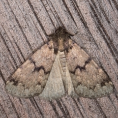 Mormoscopa phricozona (An Erebid Moth (Herminiinae) at Melba, ACT - 12 Mar 2022 by kasiaaus