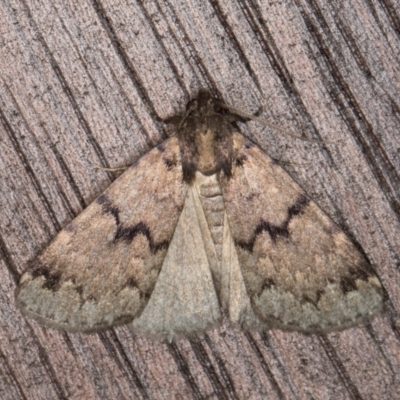 Mormoscopa phricozona (An Erebid Moth (Herminiinae) at Melba, ACT - 12 Mar 2022 by kasiaaus