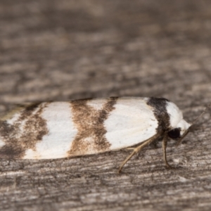 Thallarcha albicollis at Melba, ACT - 12 Mar 2022