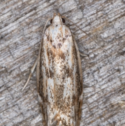 Oecophoridae (family) (Unidentified Oecophorid concealer moth) at Melba, ACT - 13 Mar 2022 by kasiaaus