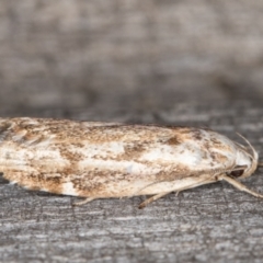 Oecophoridae (family) at Melba, ACT - 13 Mar 2022