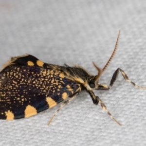 Cebysa leucotelus at Melba, ACT - 12 Mar 2022