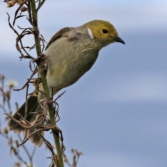 Ptilotula penicillata (White-plumed Honeyeater) at Upper Stranger Pond - 21 Apr 2022 by RodDeb