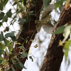 Ptilotula penicillata at Isabella Plains, ACT - 21 Apr 2022