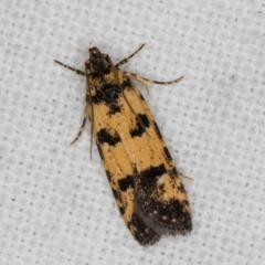 Ardozyga thermochroa (A Gelechioid moth) at Melba, ACT - 13 Mar 2022 by kasiaaus