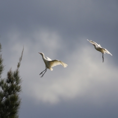 Bubulcus coromandus (Eastern Cattle Egret) at Isabella Plains, ACT - 21 Apr 2022 by RodDeb