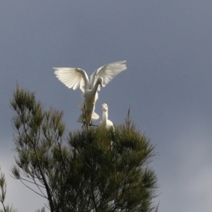 Bubulcus coromandus at Isabella Plains, ACT - 21 Apr 2022