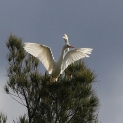 Bubulcus coromandus at Isabella Plains, ACT - 21 Apr 2022