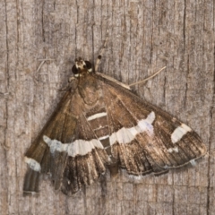 Spoladea recurvalis (Beet Webworm) at Melba, ACT - 13 Mar 2022 by kasiaaus