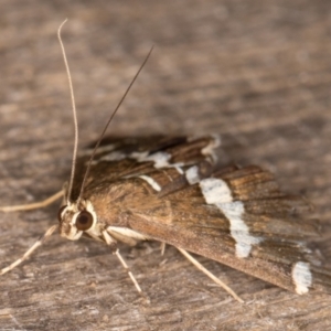 Spoladea recurvalis at Melba, ACT - 14 Mar 2022 12:01 AM