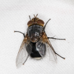 Calliphora sp. (genus) (Unidentified blowfly) at Melba, ACT - 14 Mar 2022 by kasiaaus