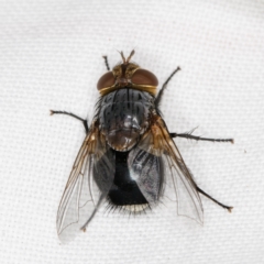 Calliphora sp. (genus) (Unidentified blowfly) at Melba, ACT - 14 Mar 2022 by kasiaaus