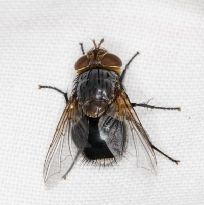 Calliphora sp. (genus) (Unidentified blowfly) at Melba, ACT - 14 Mar 2022 by kasiaaus