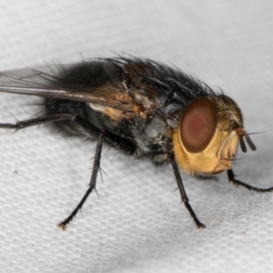 Calliphora sp. (genus) at Melba, ACT - 14 Mar 2022