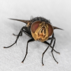 Calliphora sp. (genus) at Melba, ACT - 14 Mar 2022