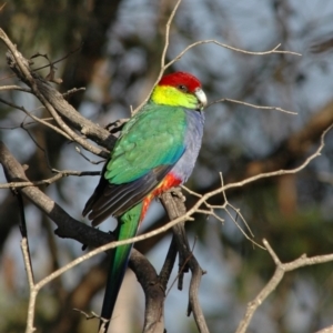 Purpureicephalus spurius (Red-capped Parrot) at Pemberton, WA by Harrisi