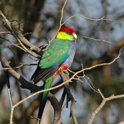 Purpureicephalus spurius (Red-capped Parrot) at Pemberton, WA - 19 Mar 2007 by Harrisi