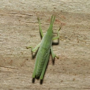 Atractomorpha similis at Wellington Point, QLD - 1 Apr 2022