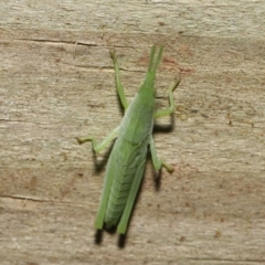 Unidentified Grasshopper (several families) (TBC) at Wellington Point, QLD - 1 Apr 2022 by TimL