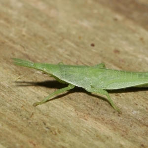 Atractomorpha similis at Wellington Point, QLD - 1 Apr 2022