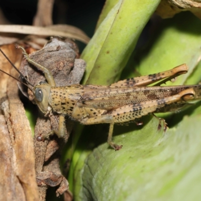 Unidentified Grasshopper (several families) at Wellington Point, QLD - 2 Apr 2022 by TimL