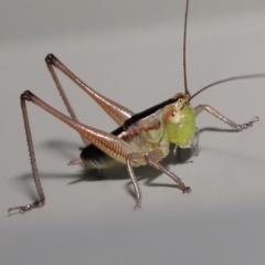 Unverified Grasshopper, Cricket or Katydid (Orthoptera) by TimL