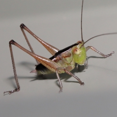 Unverified Grasshopper, Cricket or Katydid (Orthoptera) by TimL