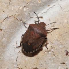 Unidentified Shield, Stink or Jewel Bug (Pentatomoidea) at Wellington Point, QLD - 2 Apr 2022 by TimL