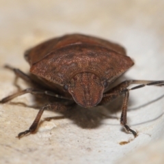 Platycoris sp. (genus) at Wellington Point, QLD - suppressed