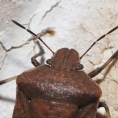 Platycoris sp. (genus) at Wellington Point, QLD - suppressed