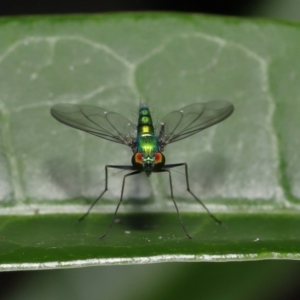 Dolichopodidae (family) at Wellington Point, QLD - 3 Apr 2022