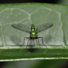 Unidentified Long-legged Fly (Dolichopodidae) (TBC) at suppressed - 3 Apr 2022 by TimL