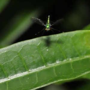 Dolichopodidae (family) at Wellington Point, QLD - 3 Apr 2022